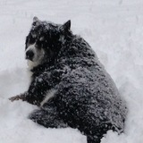 Entry image for Jack