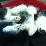 Entry image for Bella