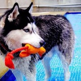 Entry image for DorDorMor