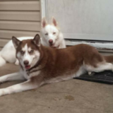 Entry image for Sadie and Nanook