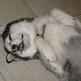 Entry image for Sasha