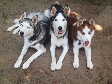 Ripley, Dazzle, Swayze