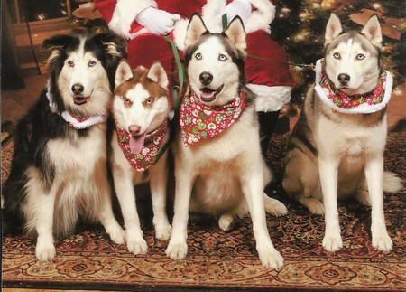 P.J.  -  Swayze  -  Dazzle  -  Ripley
