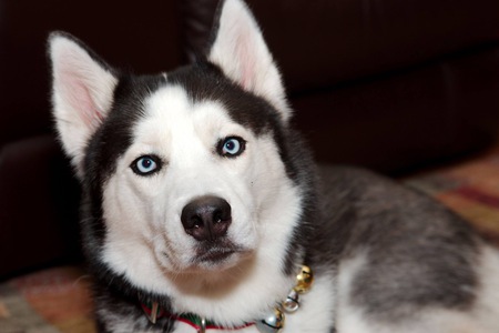 Entry image for Geddy Lee. Clicking this image will show a larger photo