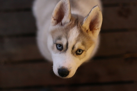 Entry image for Rafiki. Clicking this image will show a larger photo