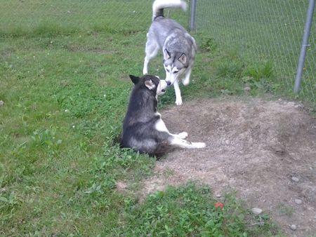 Sheba & Angel 