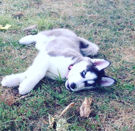 Nala