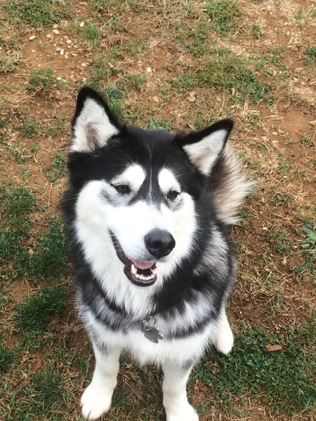 Entry image for Luna. Clicking this image will show a larger photo