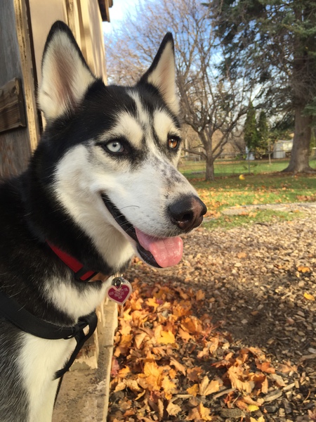 Entry image for Delilah. Clicking this image will show a larger photo