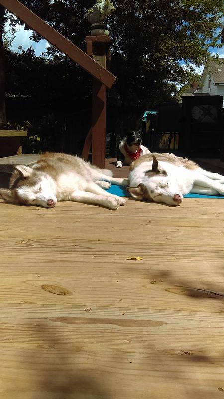 Rusty and Buster