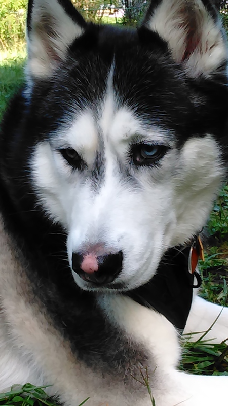 NaNook