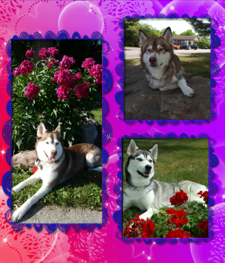 Nanook, lupine, Nikiyda 