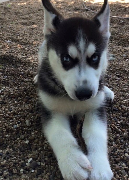 Entry image for Riley. Clicking this image will show a larger photo