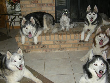 Entry image for Kayla, Cowboy, Kibby, Isis, Rox, Pegasus. Clicking this image will show a larger photo