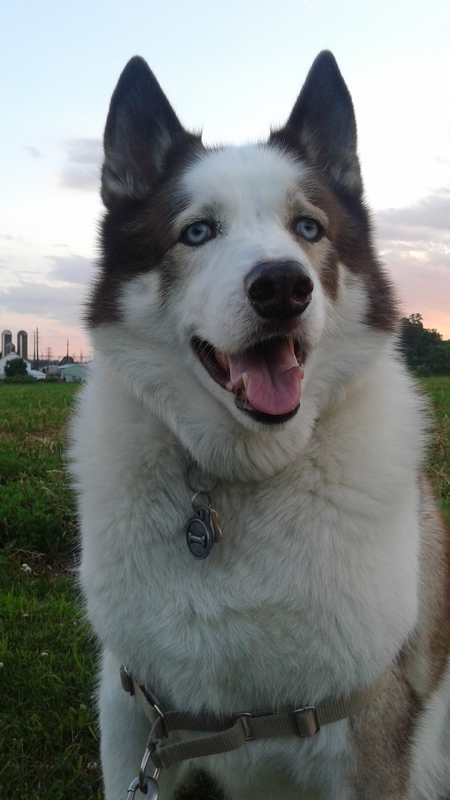 Sarge