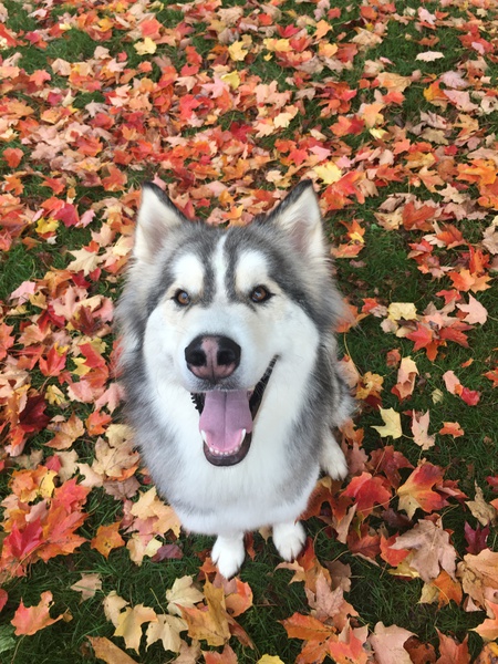 Kobi Kuis