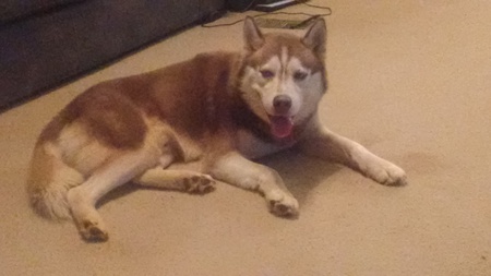 Entry image for Thor. Clicking this image will show a larger photo