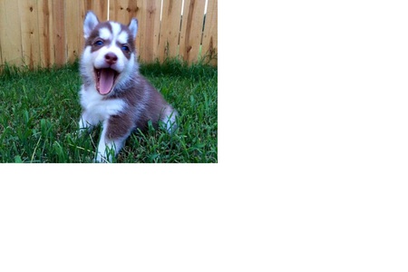 Brutus Maksim Valenzuela