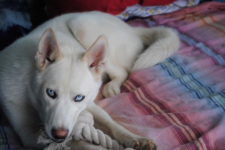 Entry image for Zozo. Clicking this image will show a larger photo