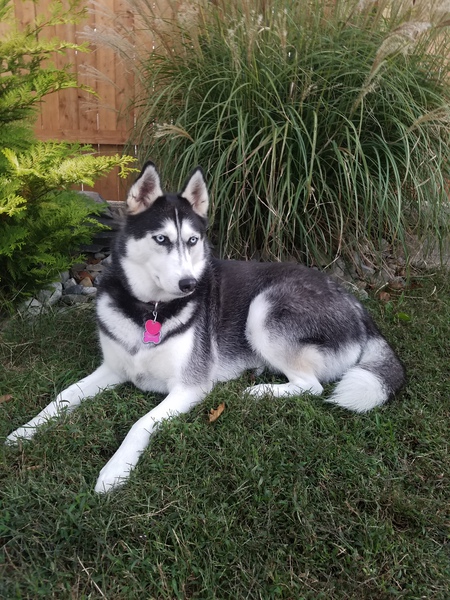 Entry image for Brandy. Clicking this image will show a larger photo