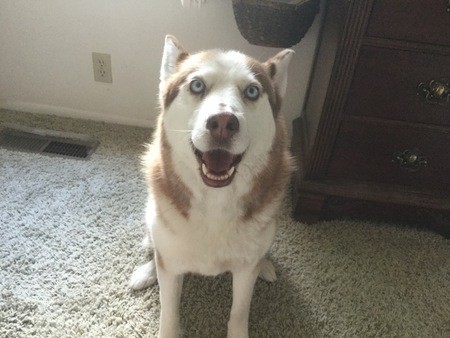 Niki