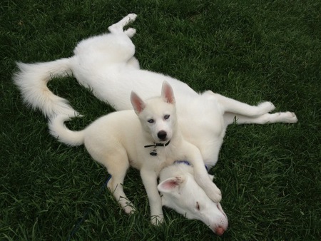 Entry image for Blaze and Capone. Clicking this image will show a larger photo