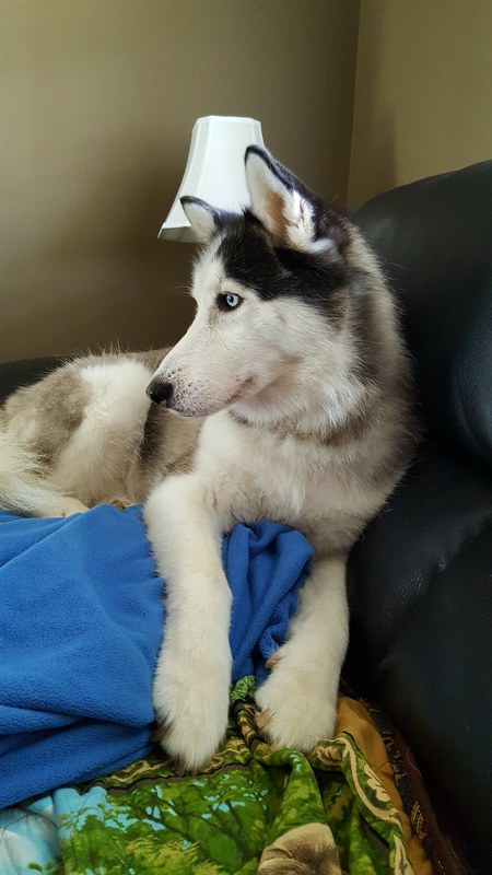 Entry image for Chief. Clicking this image will show a larger photo