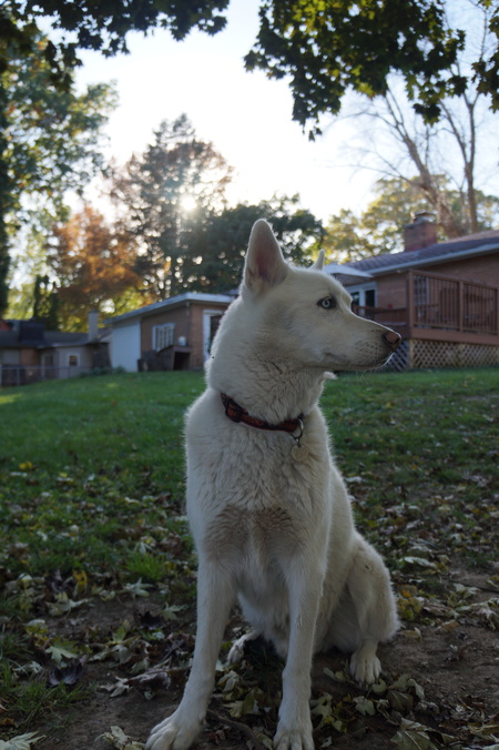 Entry image for Niko. Clicking this image will show a larger photo