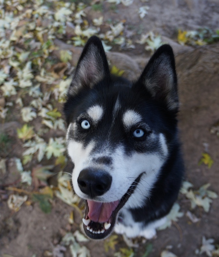 Entry image for Oona Star. Clicking this image will show a larger photo