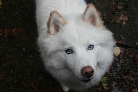 Entry image for Loki. Clicking this image will show a larger photo