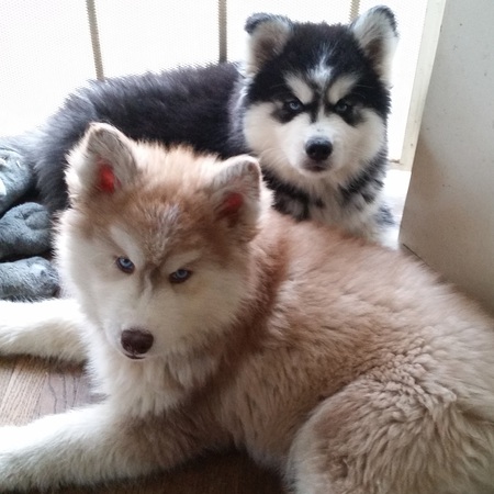 Kaz and Sochi