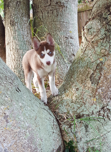 Entry image for Casey. Clicking this image will show a larger photo