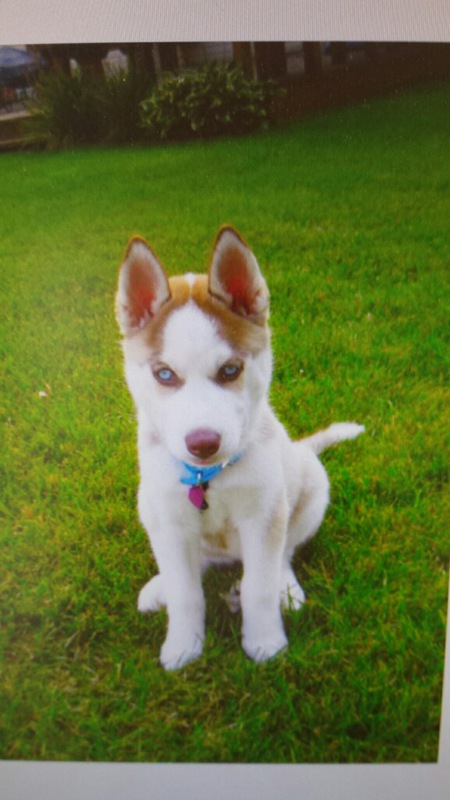 Saphira