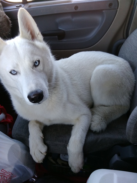 Prince Snow Bear