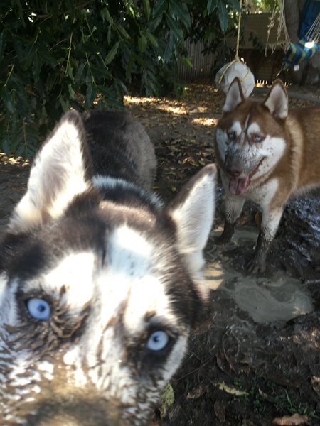 Entry image for Luna and Bear. Clicking this image will show a larger photo