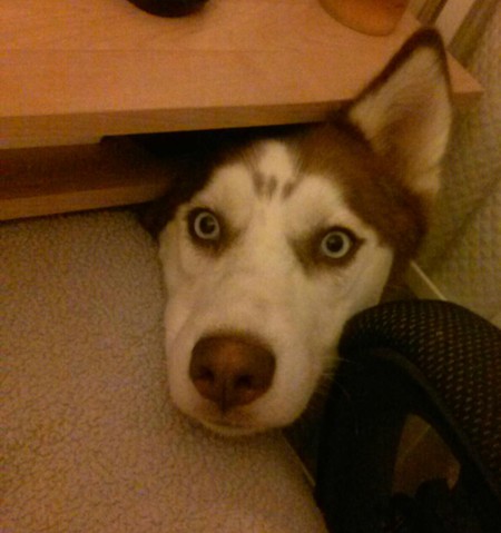 Entry image for Ally. Clicking this image will show a larger photo