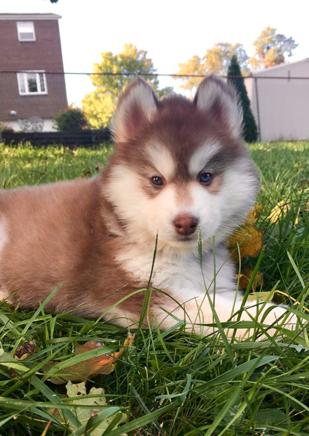 Entry image for Jasmine. Clicking this image will show a larger photo