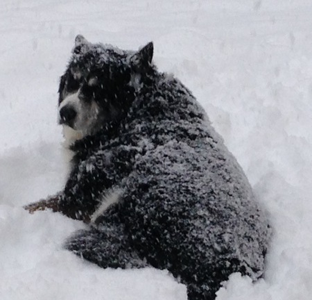 Entry image for Jack. Clicking this image will show a larger photo