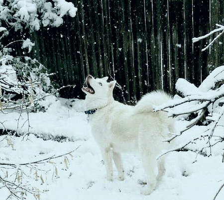 Bodhi