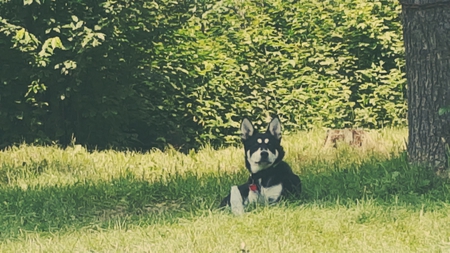 Moose
