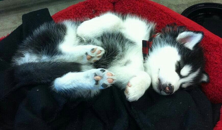 Entry image for Bella. Clicking this image will show a larger photo