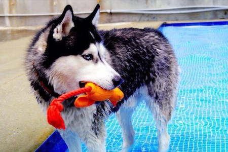 Entry image for DorDorMor. Clicking this image will show a larger photo