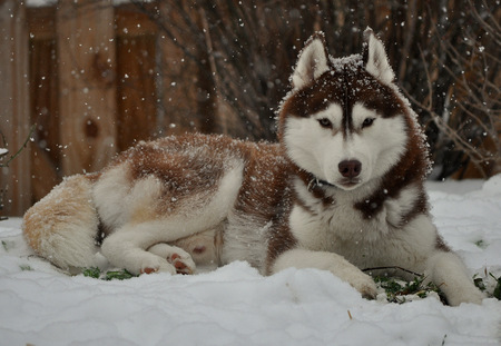 Entry image for Kai. Clicking this image will show a larger photo