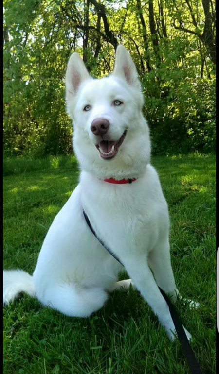 Nanook