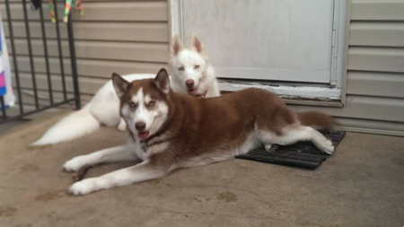 Entry image for Sadie and Nanook. Clicking this image will show a larger photo