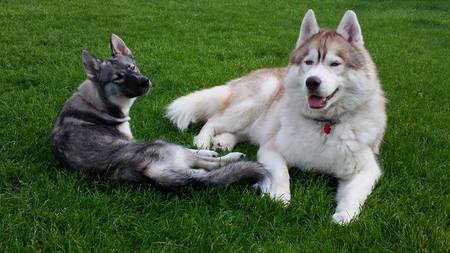 Entry image for Kenna and Thatcher. Clicking this image will show a larger photo