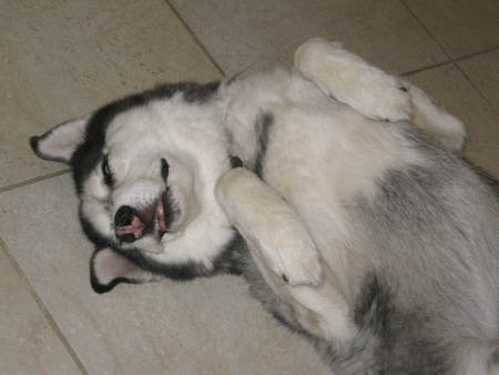 Entry image for Sasha. Clicking this image will show a larger photo