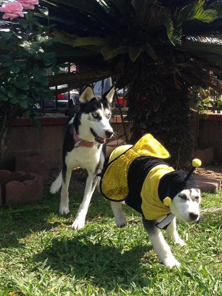 Harley and Butters 