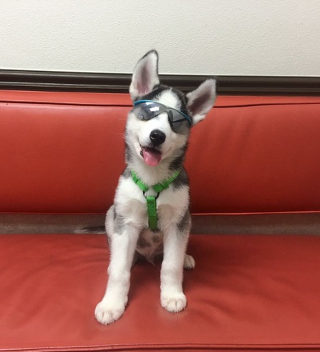 Yoshi