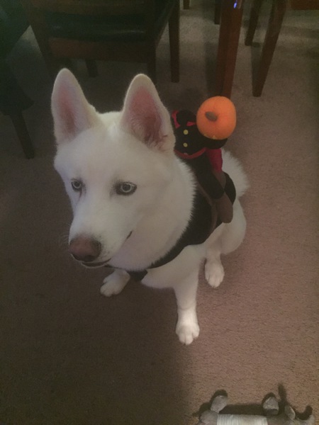 Bossky 